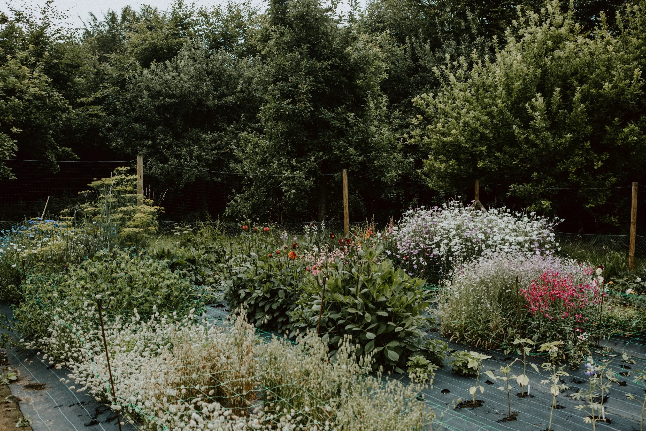 Balancing Floral Design and Growing  Flowers