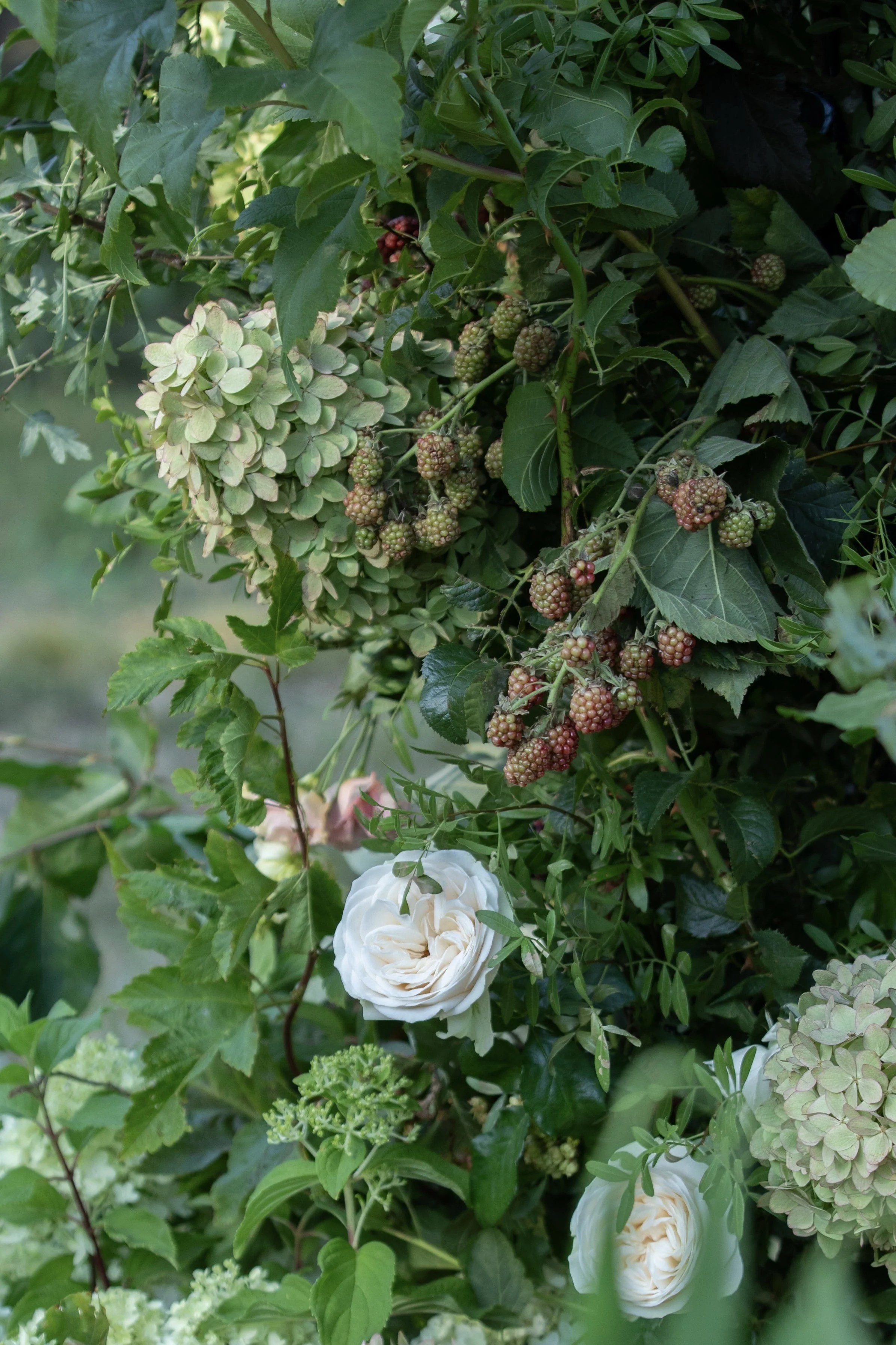 light green/cream hydrangeas, garden roses, blackberries and seasonal foliage in a late summer wedding arch.