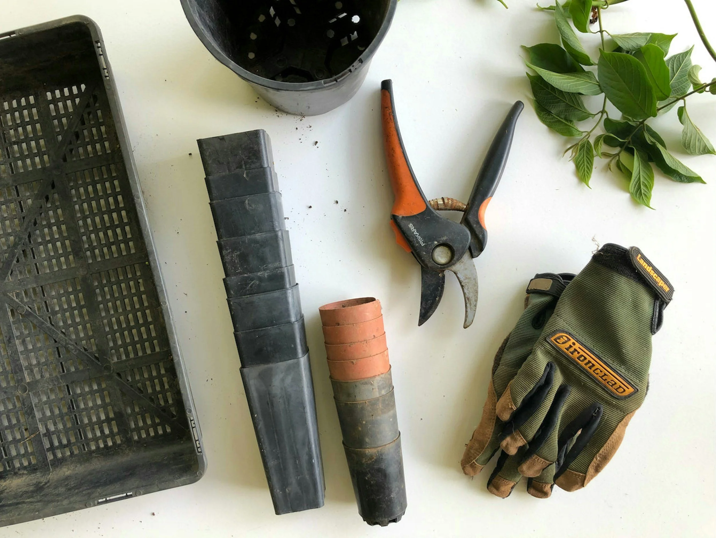 Gardening tools and supplies on a white surface, including a pair of orange and black pruning shears, a green and brown glove, a black plastic tray, a black tap root, a small black pot, several terracotta pots, and some green leaves.