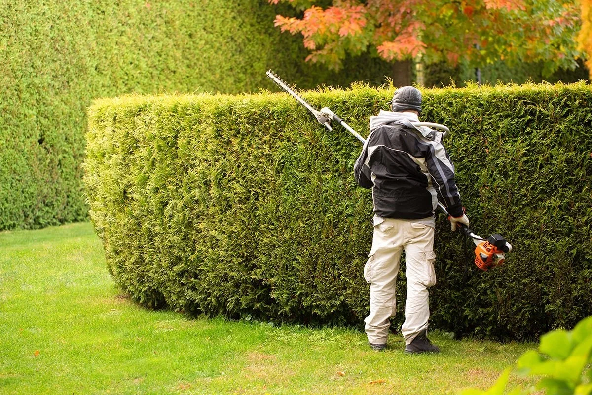 A person trimming or hedging a large green hedge with a gas-powered hedge trimmer in a landscaped yard during fall.