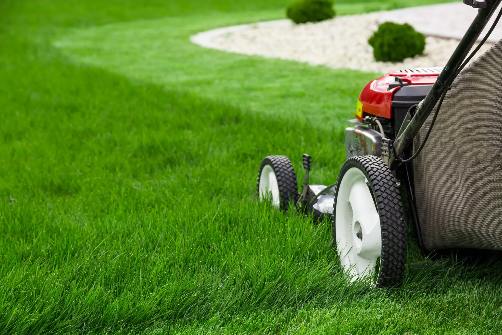 A lawn mower on freshly cut green grass near a white gravel border and small shrub in the backyard.