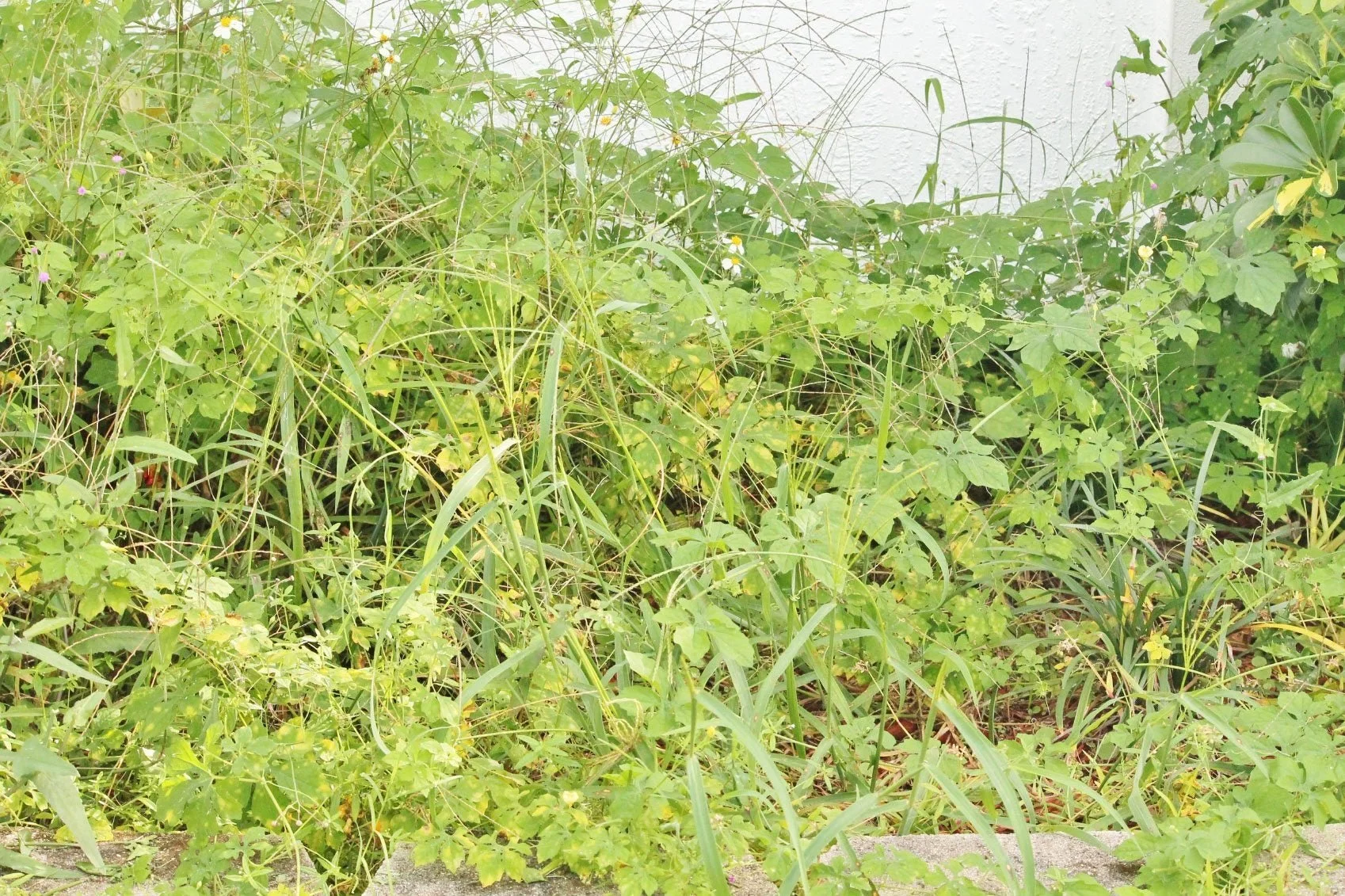 Overgrown grass and weeds along a concrete border with a white wall in the background.