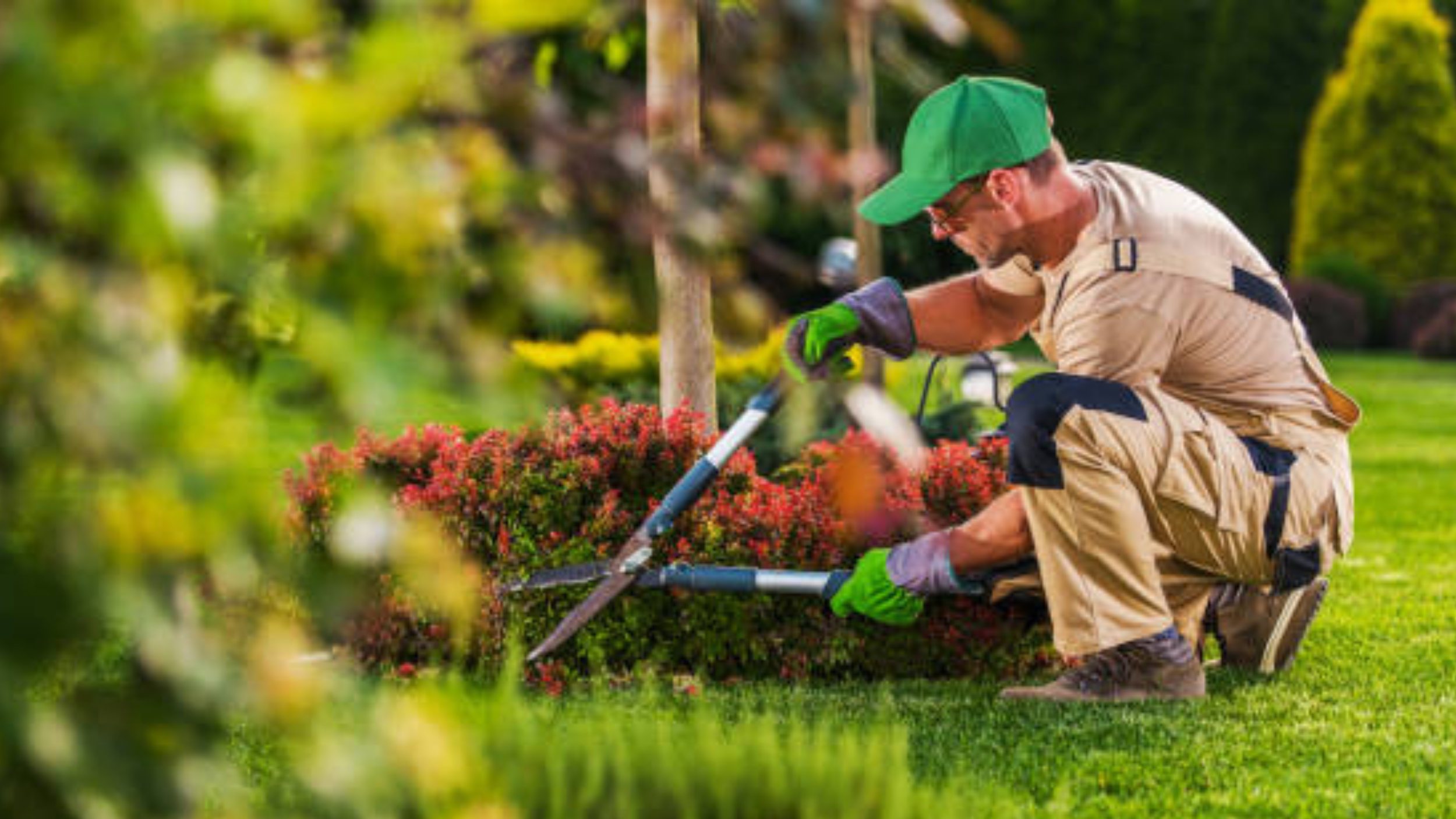 A man in beige work clothes and a green cap trimming bushes in a garden with hedge trimmers.