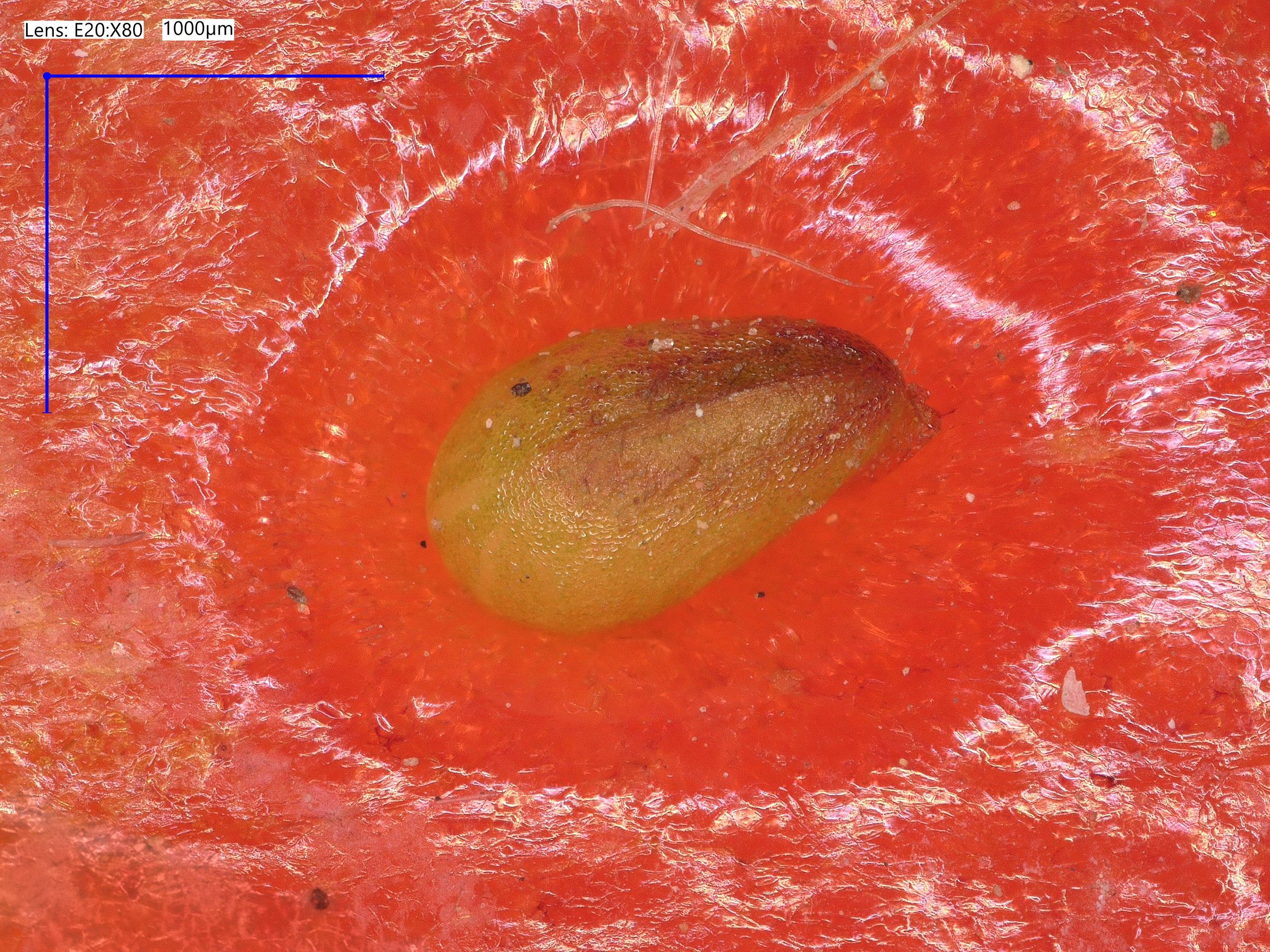 'An Artificial Birth', Tilly Pizza

@tillypizza