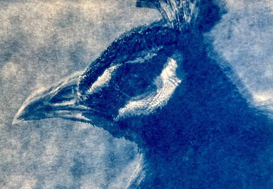 'We Only Ever Talk About Peacocks', Maddison Mann

@themaddisonarchive