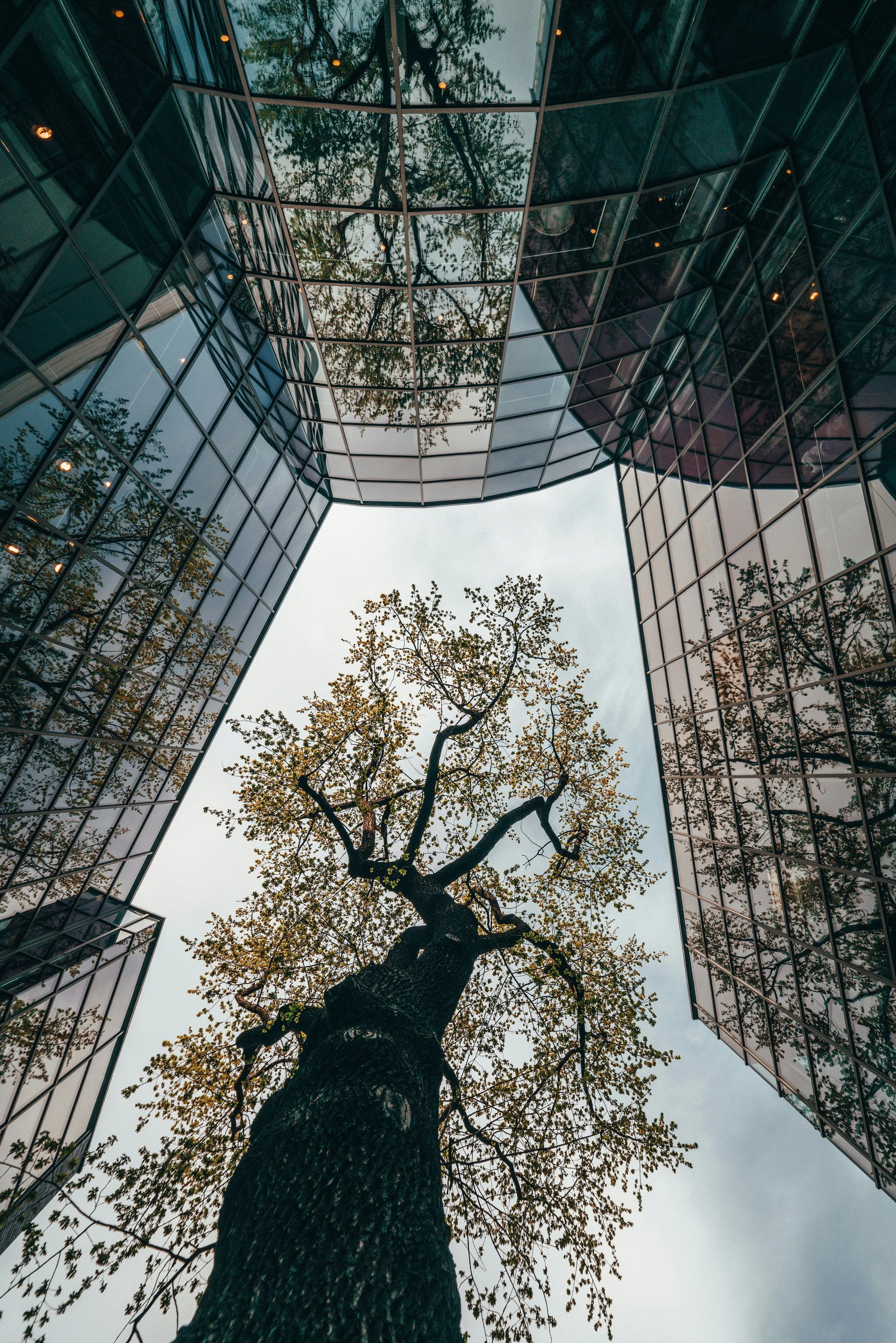 A tall tree with green leaves is seen growing between modern glass buildings, looking up towards the sky.