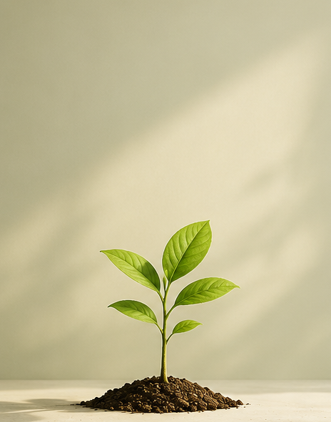 A small green sapling growing in soil with a soft light background. This represents our least expensive ongoing offering.