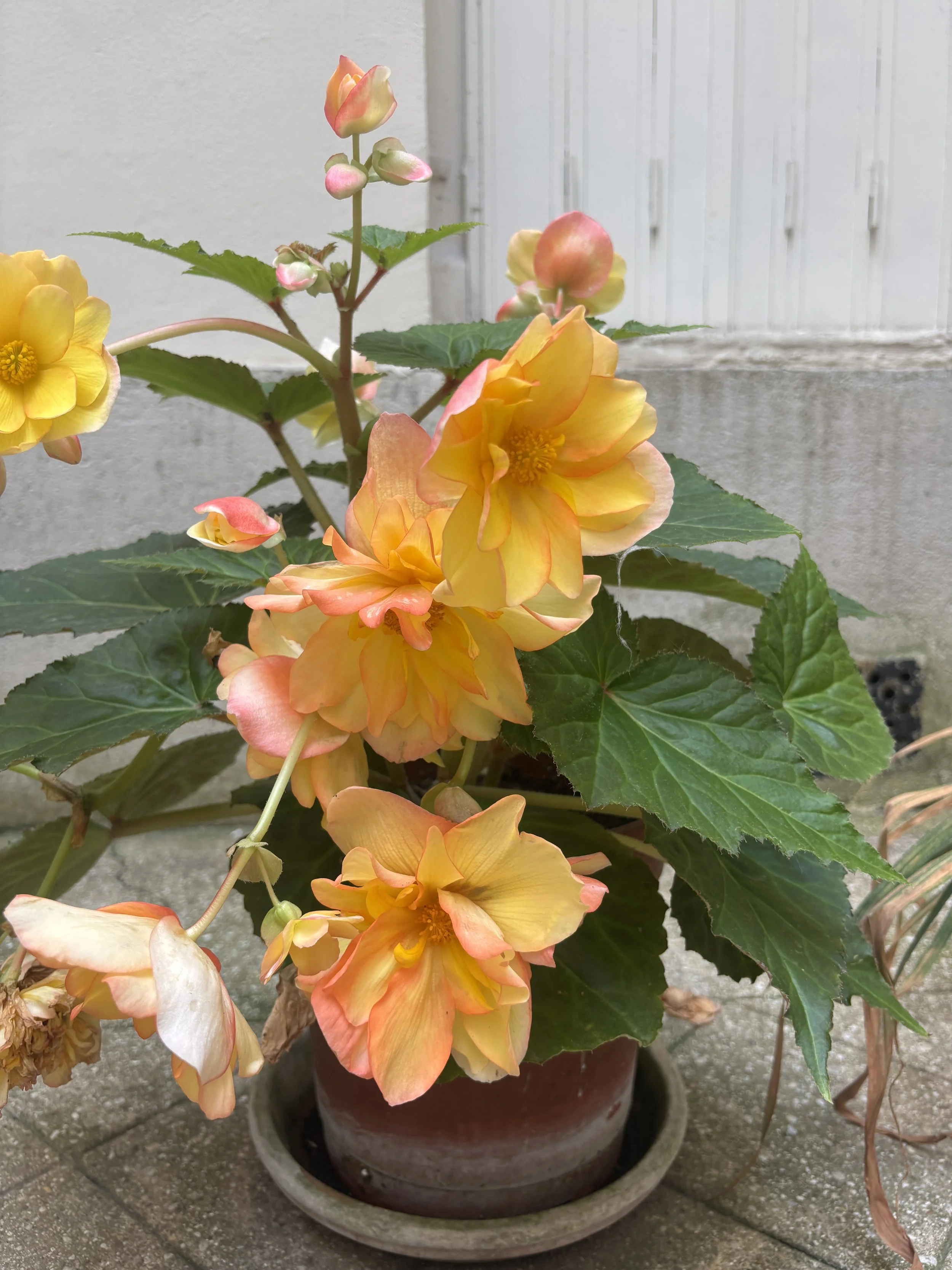 Full-Service Botanical Maintenance