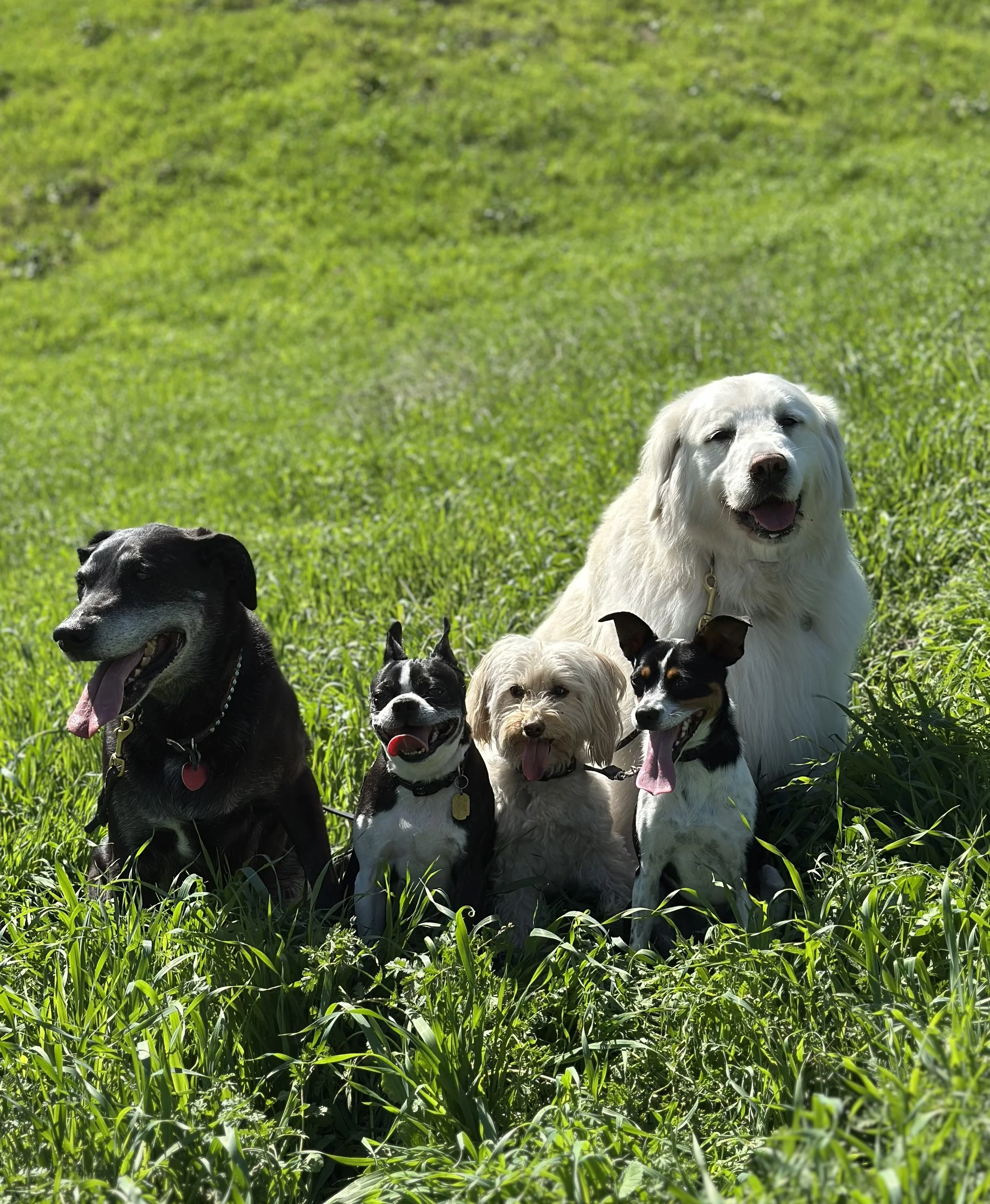 Several dogs sitting on green grass outdoors, with a bright and sunny background.