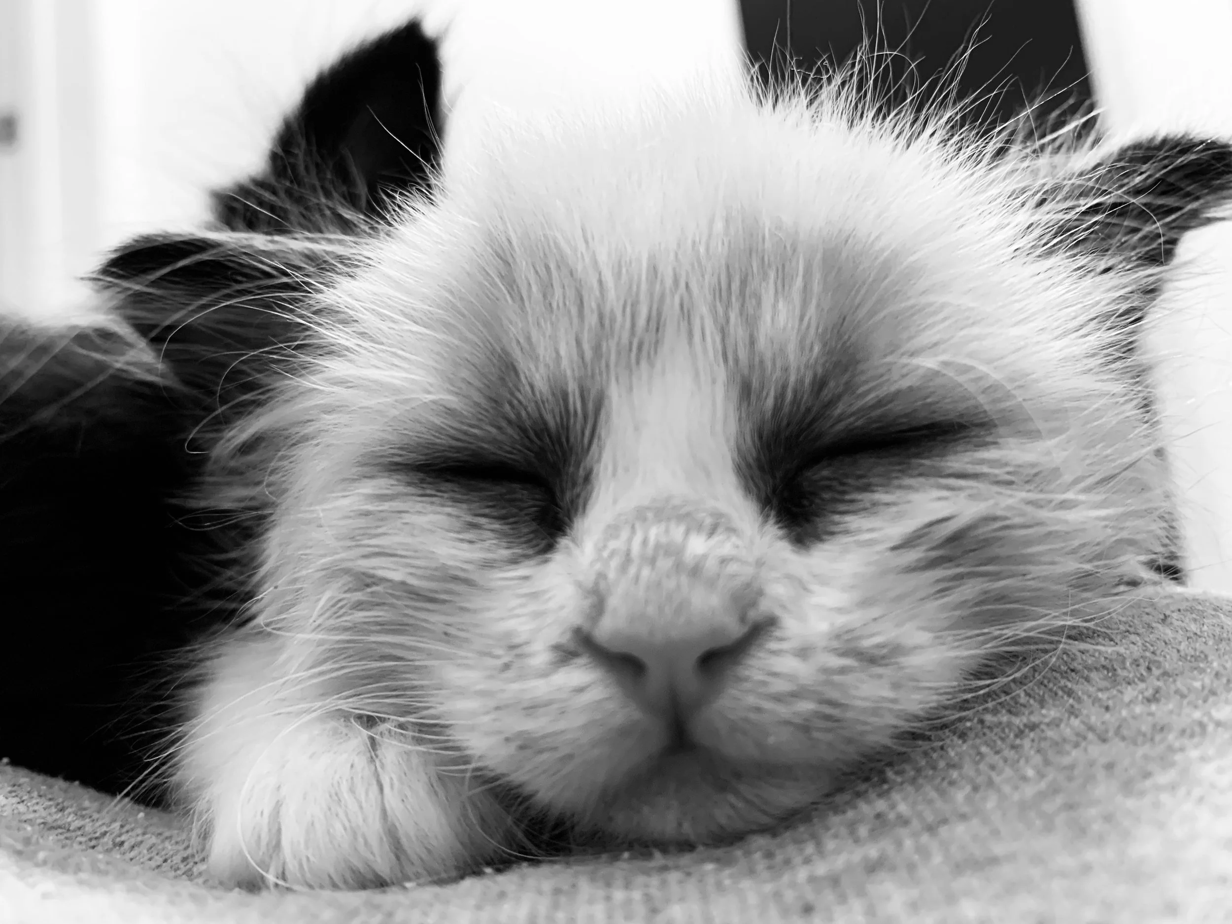 Close-up of a black and white cat's face with eyes closed, focusing on its nose and whiskers.