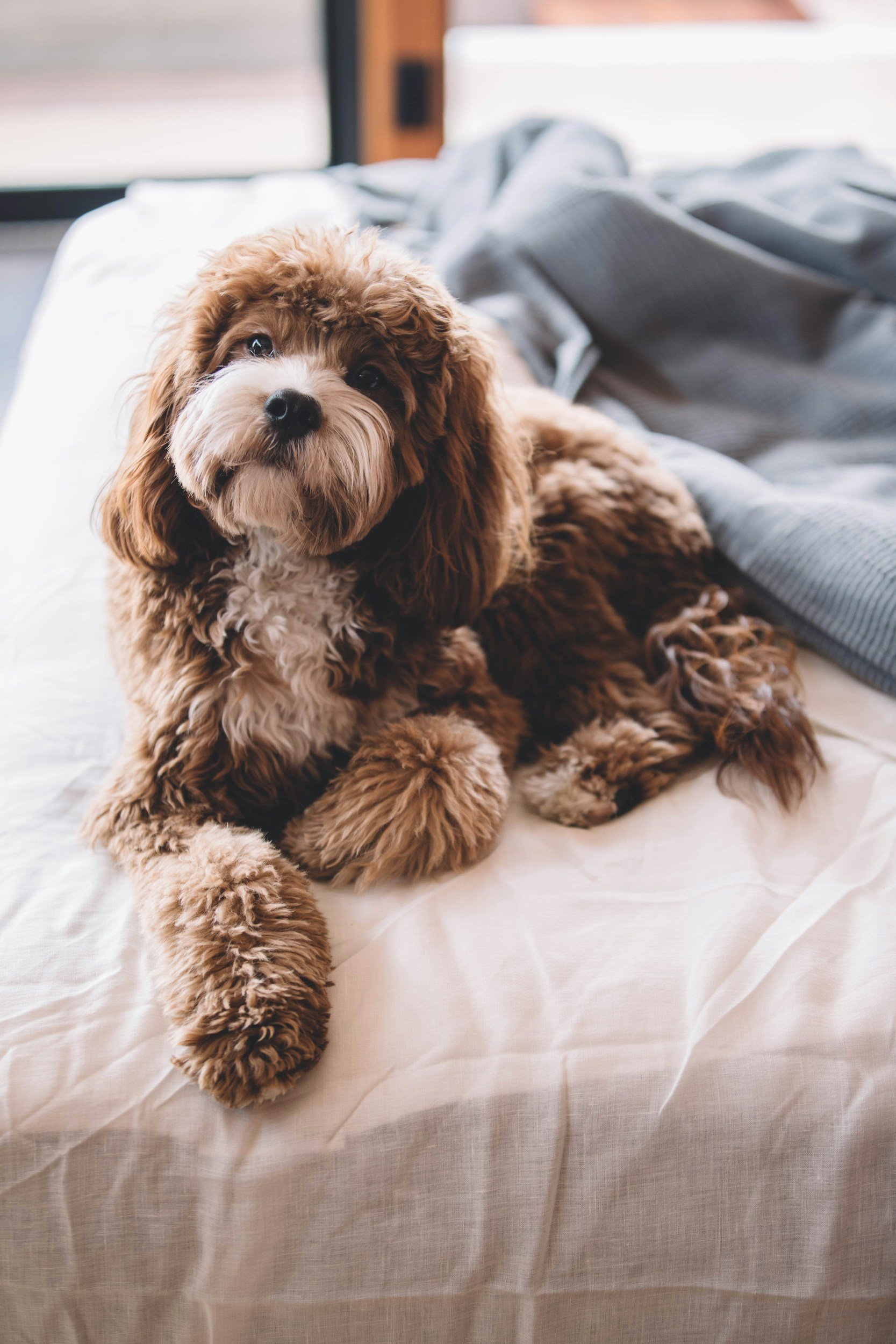 Dog comfortable with being home alone without separation anxiety