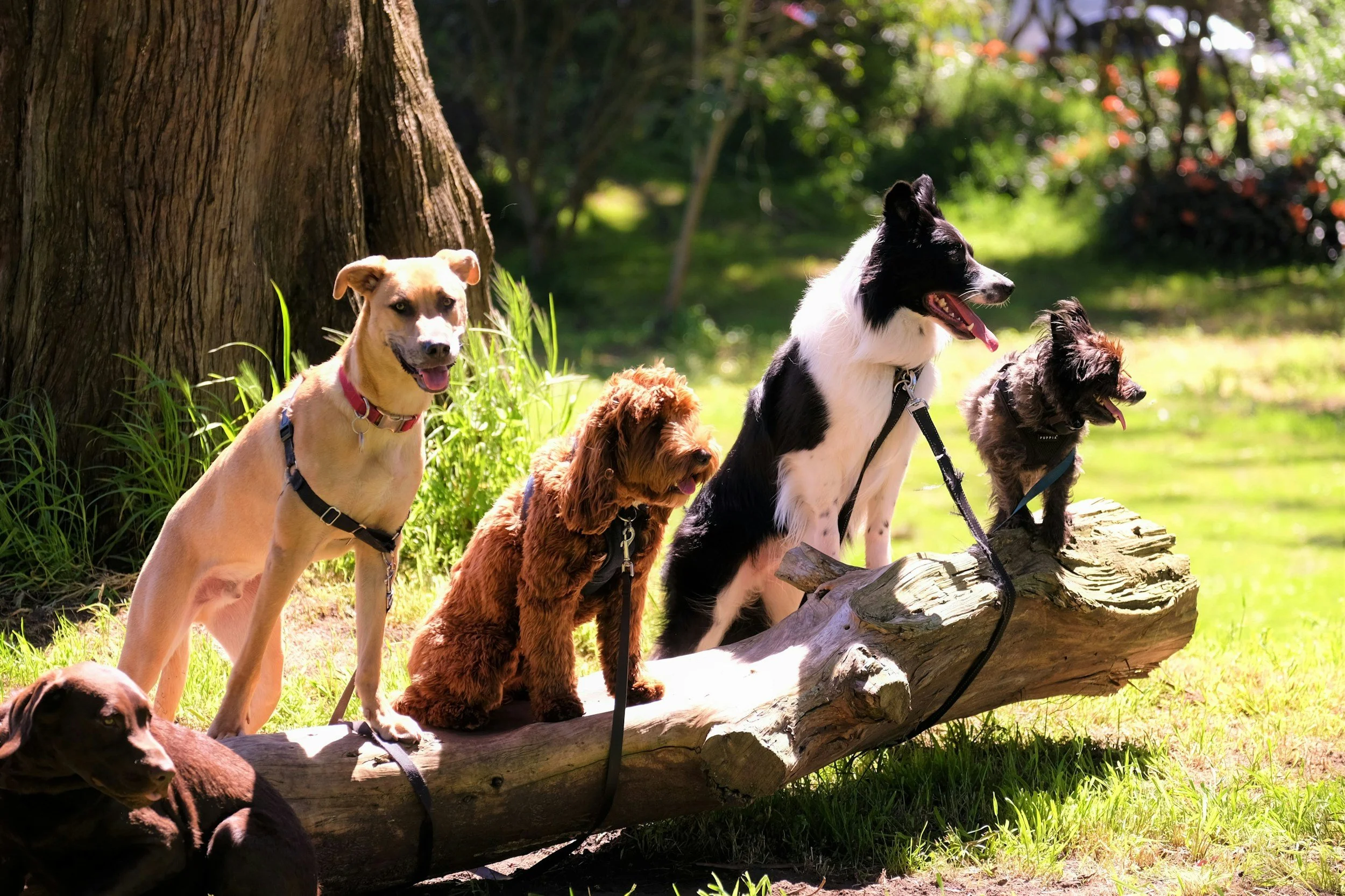 Group of six dogs sitting and lying on a fallen log in a lush green park with trees and grass in the background.