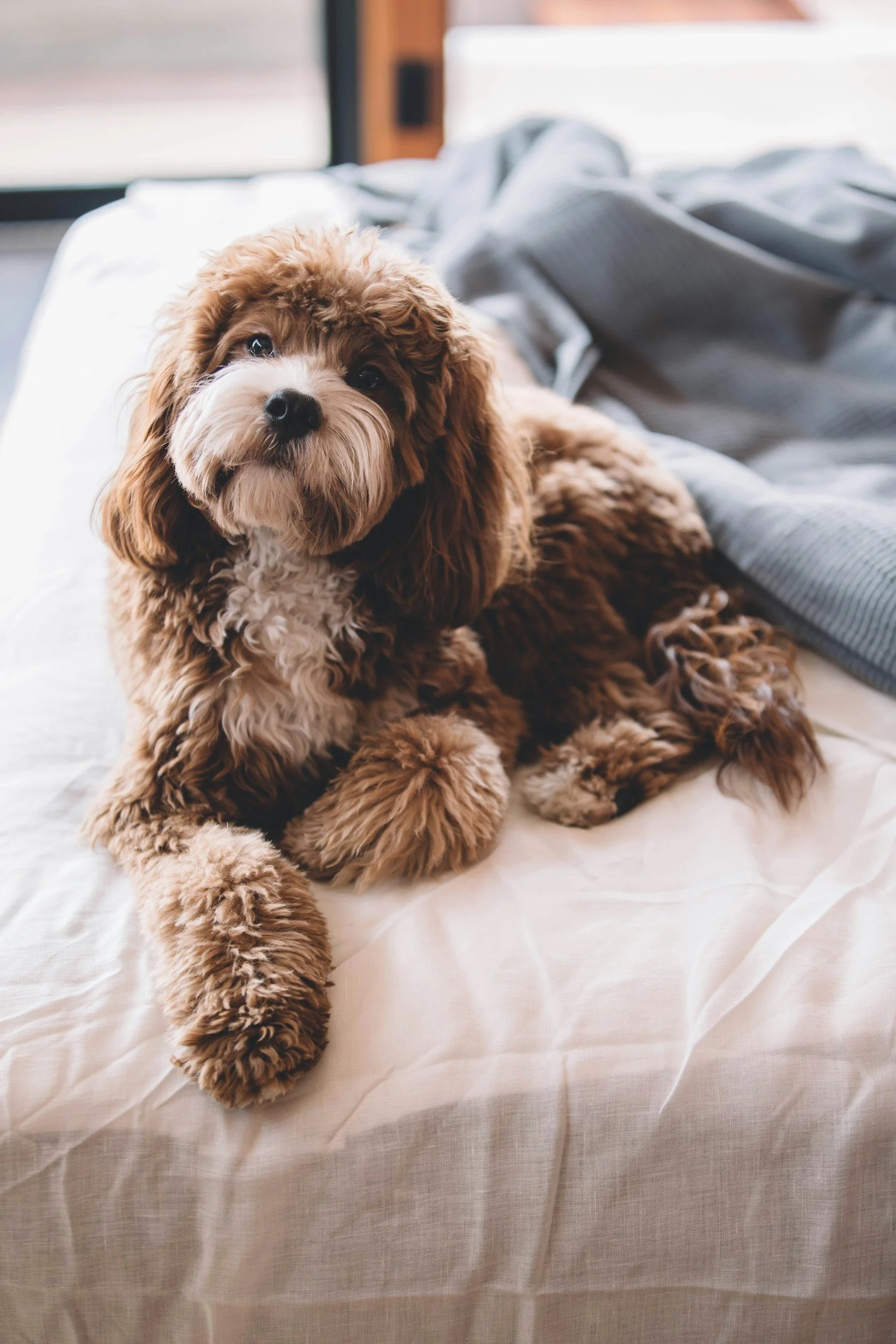 A brown and white fluffy puppy laying on a white bed with a gray blanket nearby.