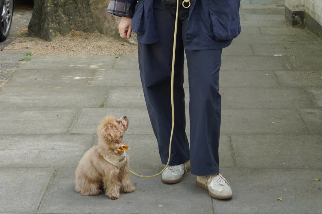 A small, tan, fluffy dog sitting on a sidewalk, looking up at a person with a leash, near a tree and a wall.