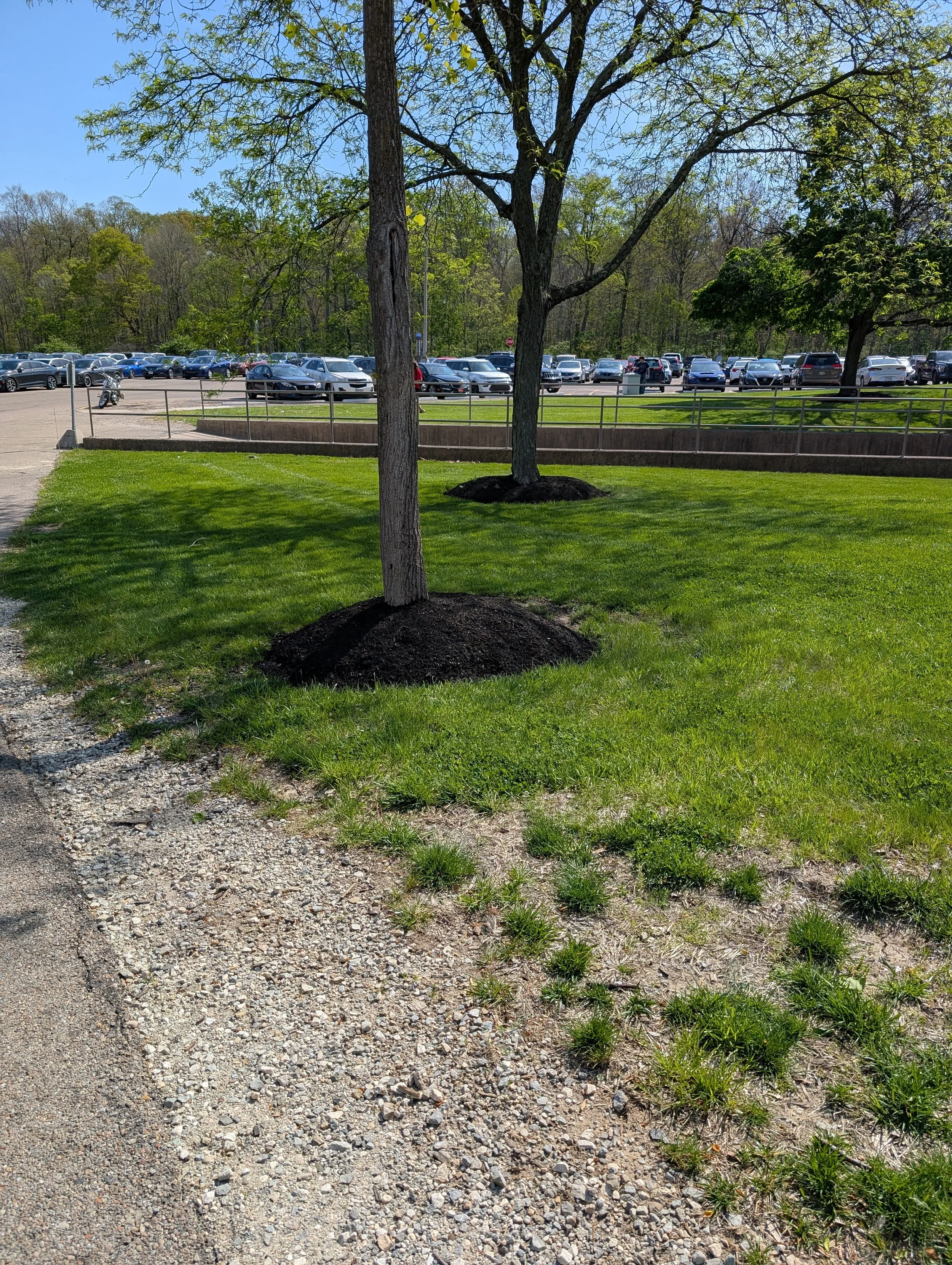Mulch mounds kill trees