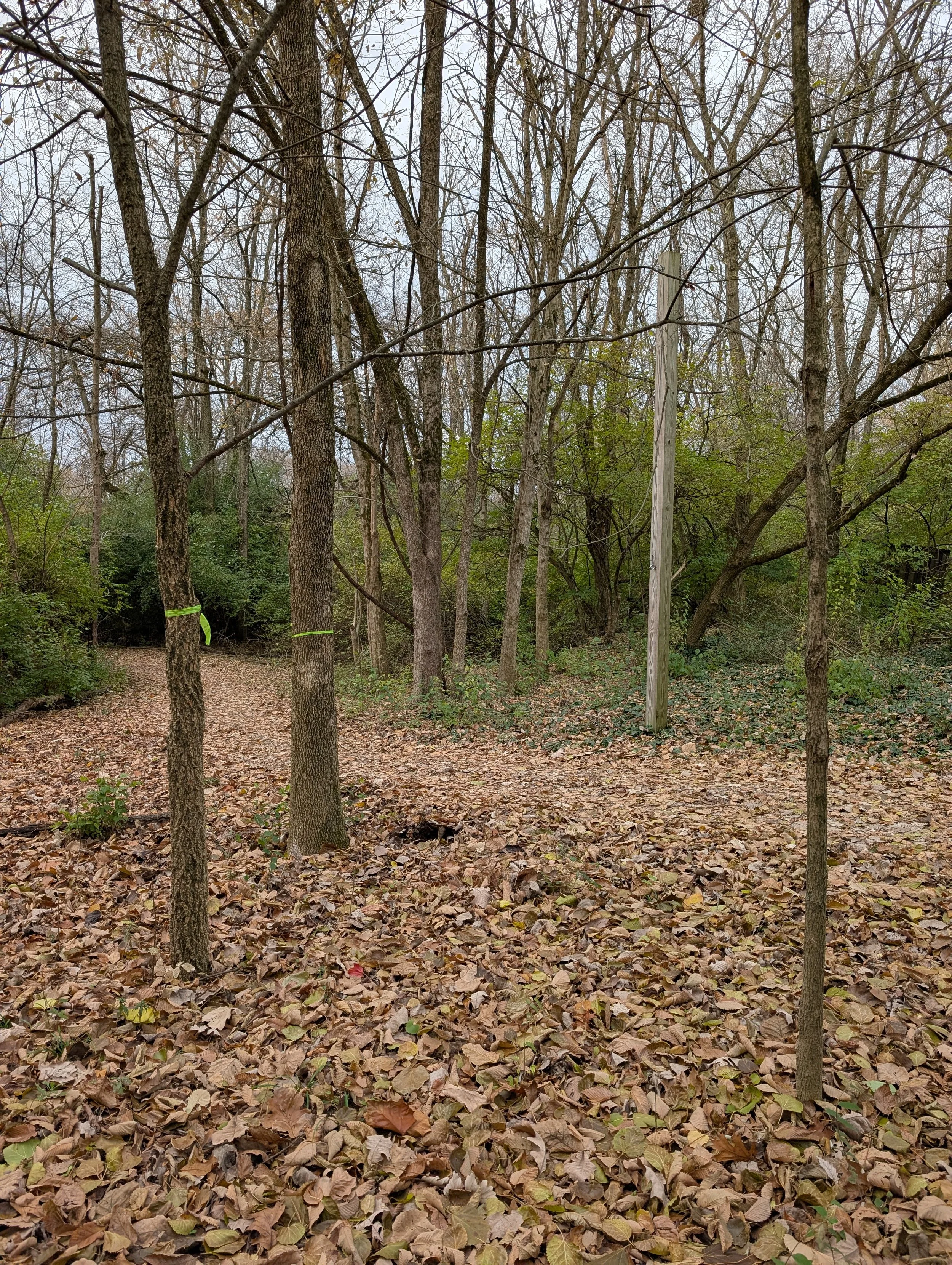 What is a tree health assessment?