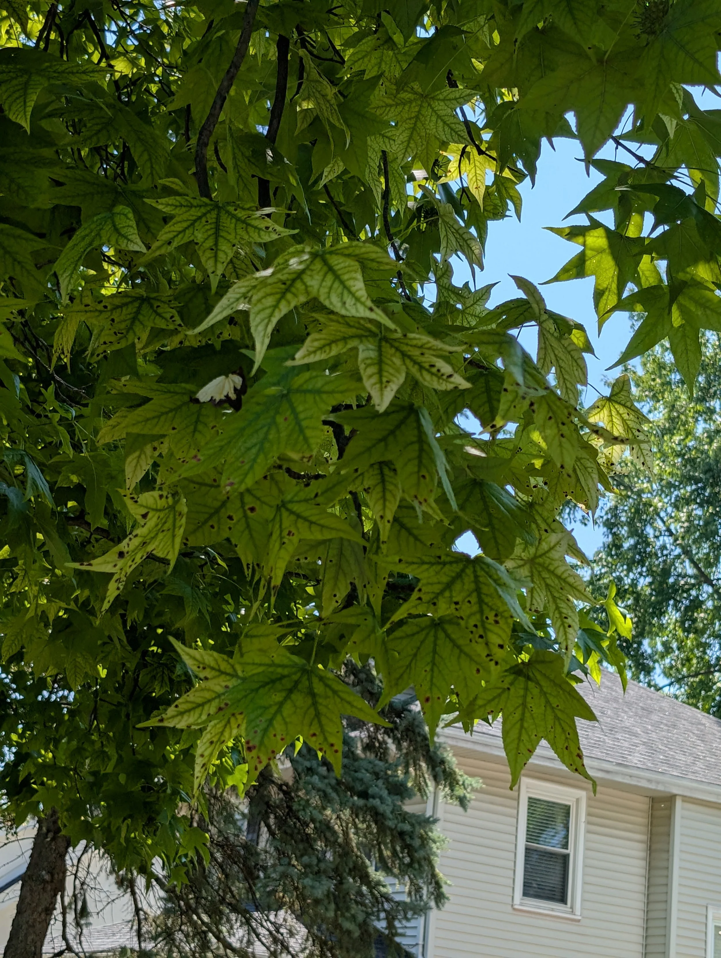 Why is my tree yellow?