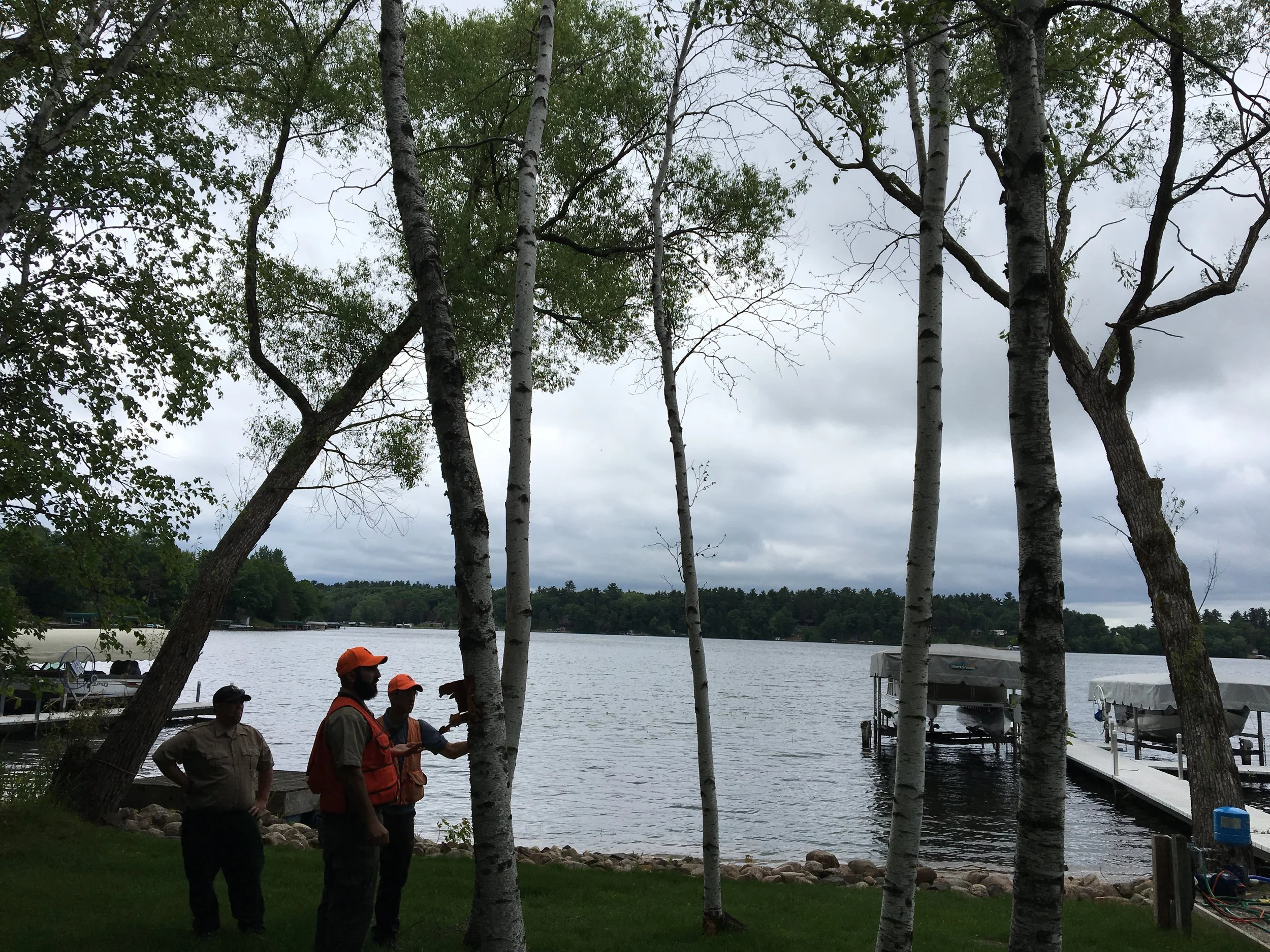 Tree Health Assessment