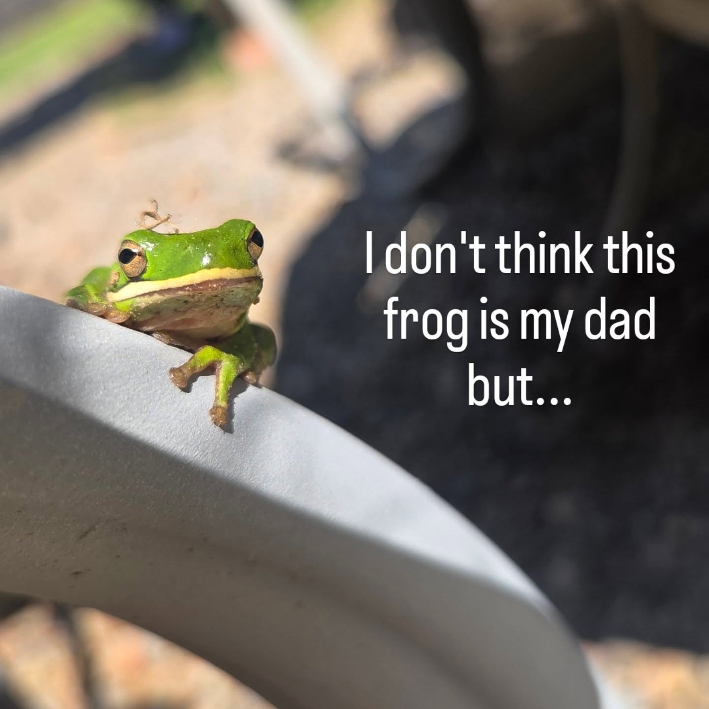 I would love to hear how the people you love still show up for you even after passing.

I don't think this frog is my dad, but I think he has influenced the frog being present and brought to my attention.

#griefjourney #signsfromtheuniverse #frog