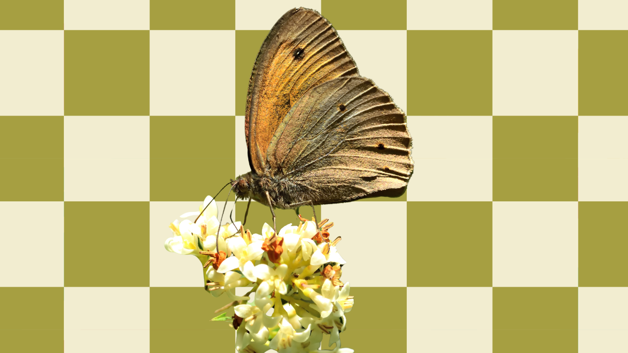 What's with the brown butterflies?