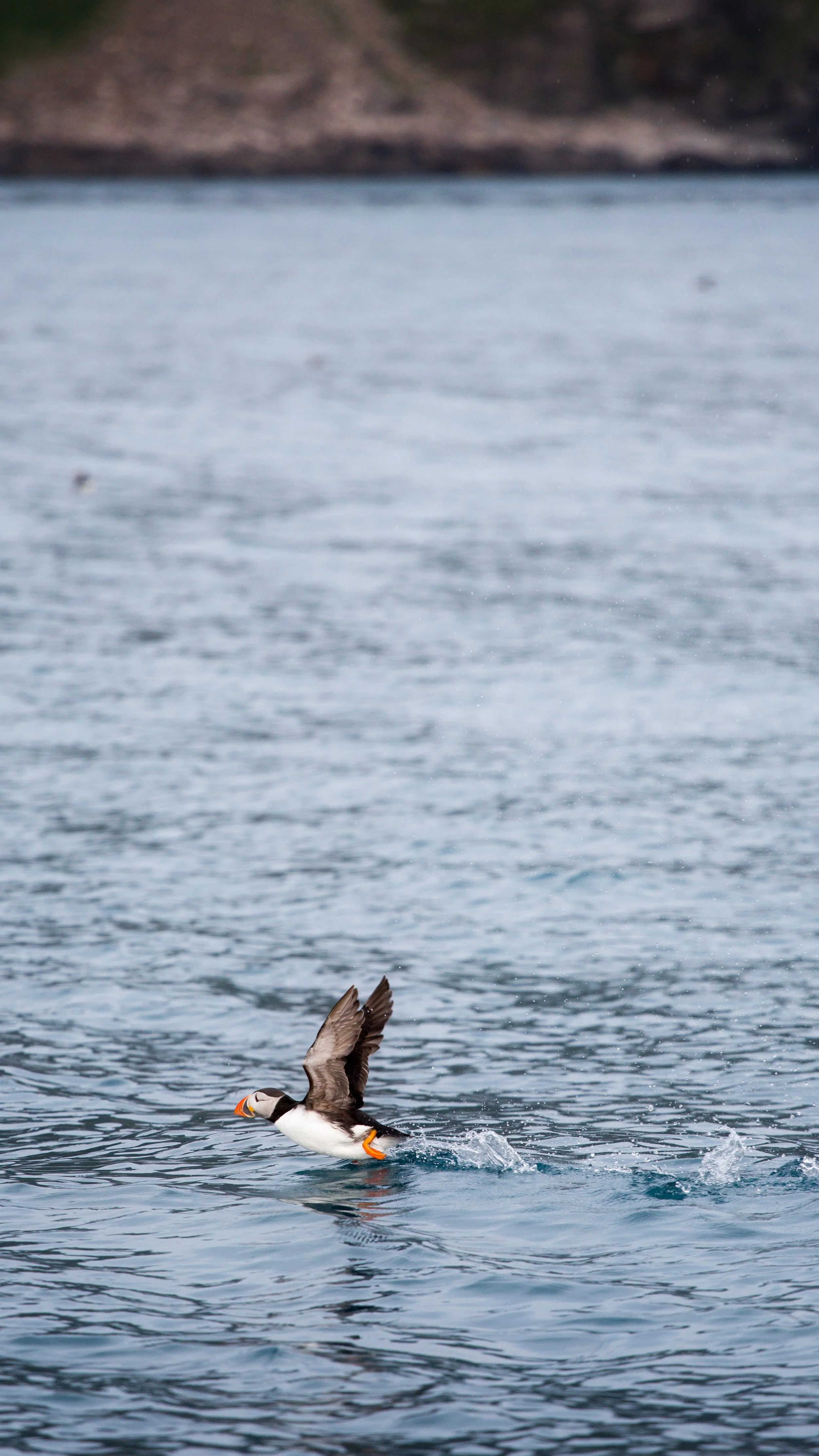 Wildlife Sea Safari