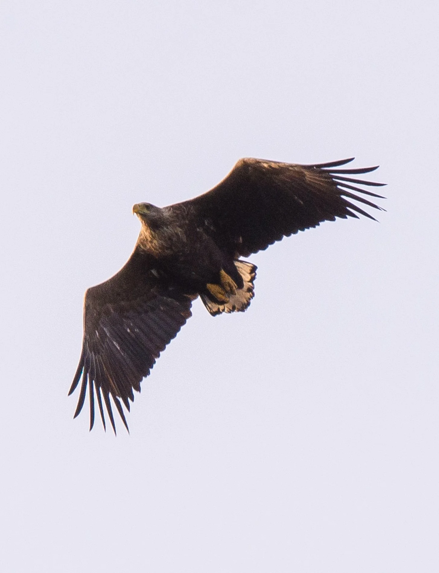 En ørn flyr i luften mot en grå himmel.