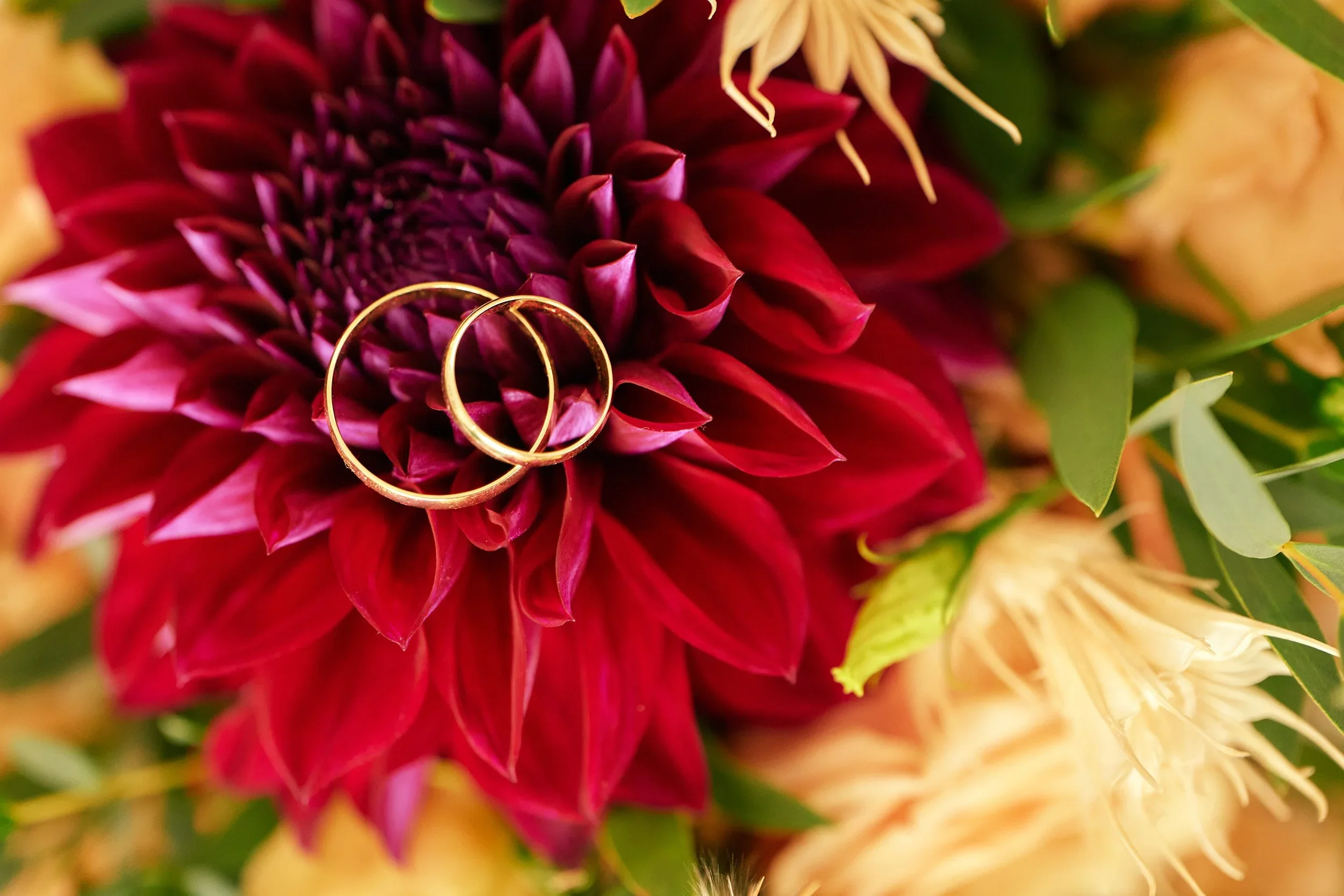 Close-up of a vibrant red dahlia flower with intertwined gold wedding rings resting on it.