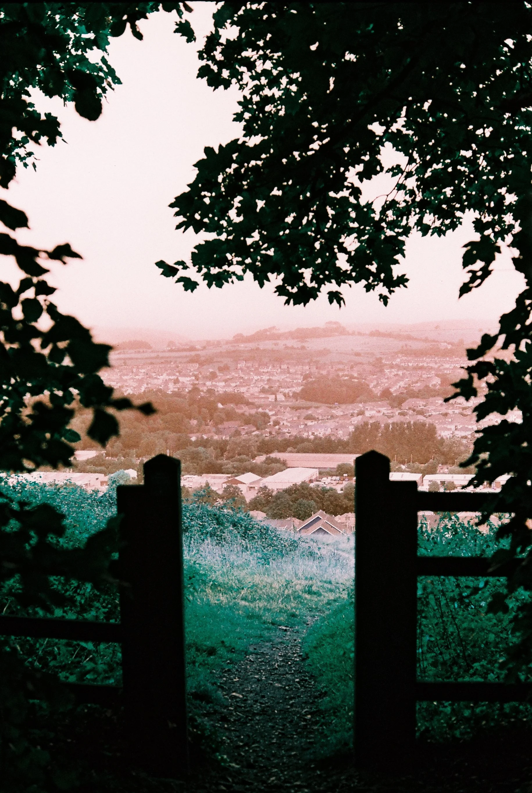 Experimental Analogue Photography, Hardwick Wood, Plympton, 2025