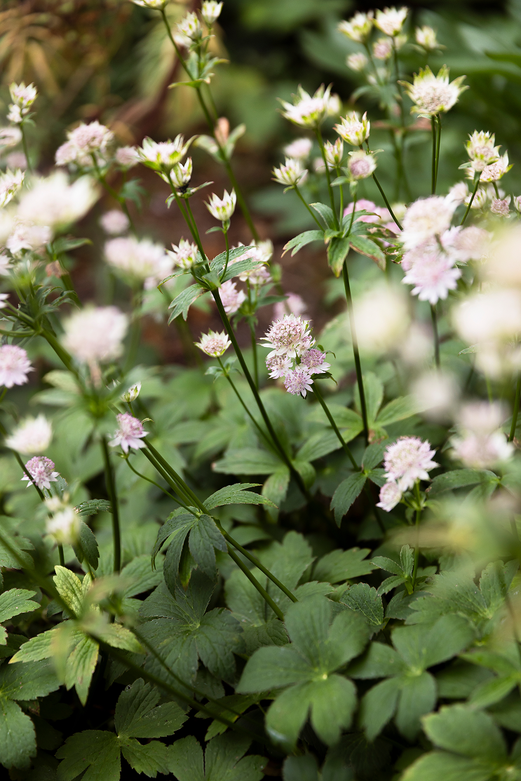 Close-up of cluster pink and white flowers surrounded by green leaves in a garden.