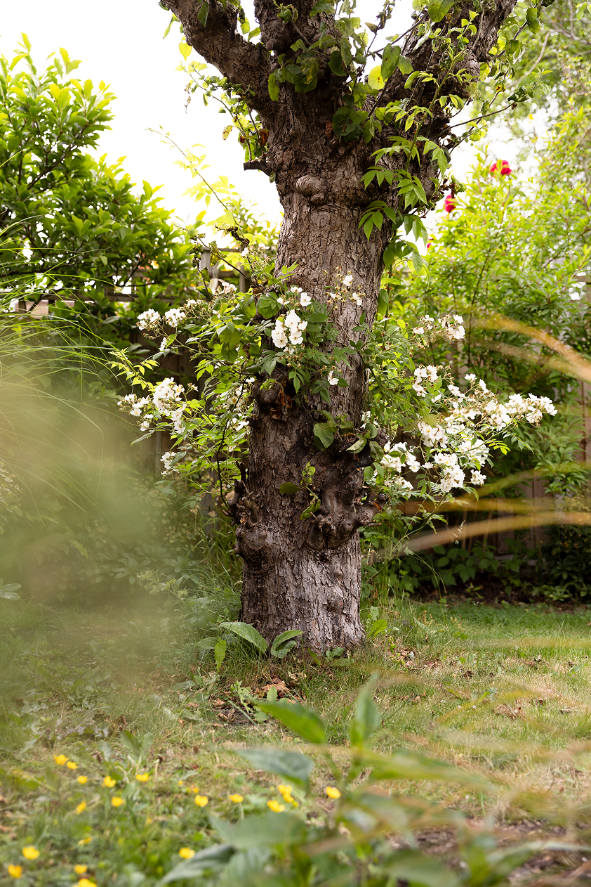A tree with white blossoms growing on its trunk in a garden with various green bushes and grass.