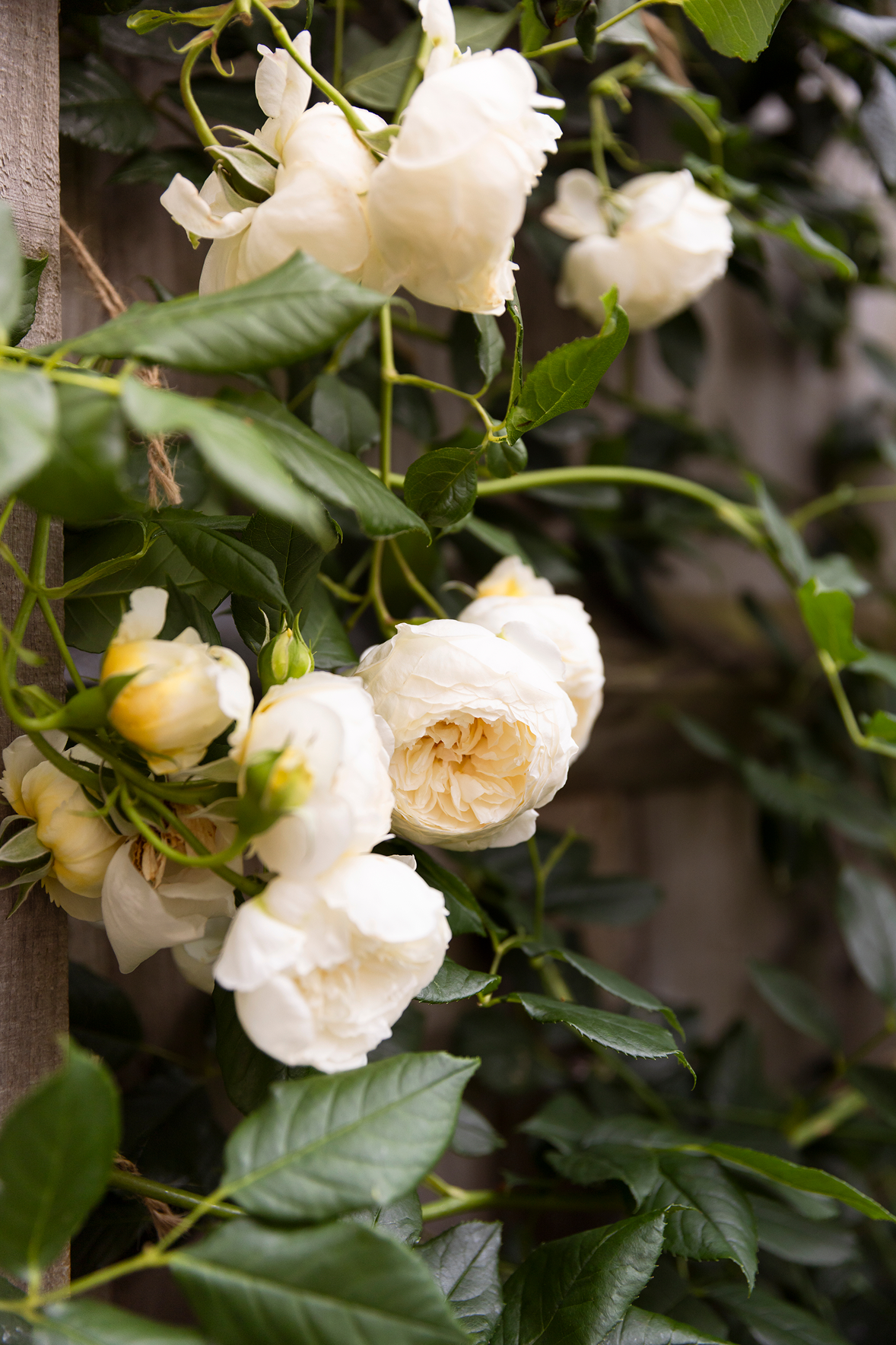 White gardenias blooming among green leaves on a wooden fence.
