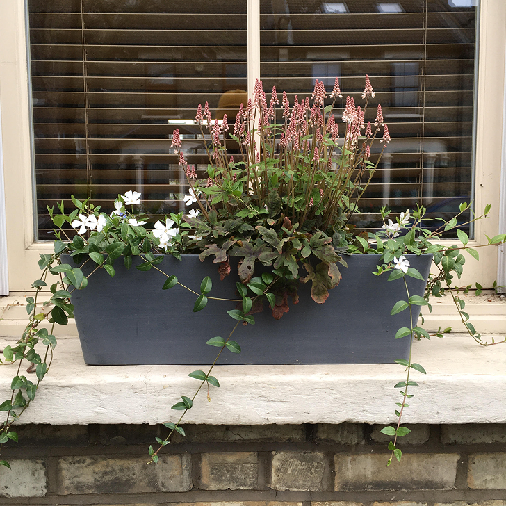 A rectangular gray planter with white and purple flowers and trailing green vines in front of a window with brown blinds.