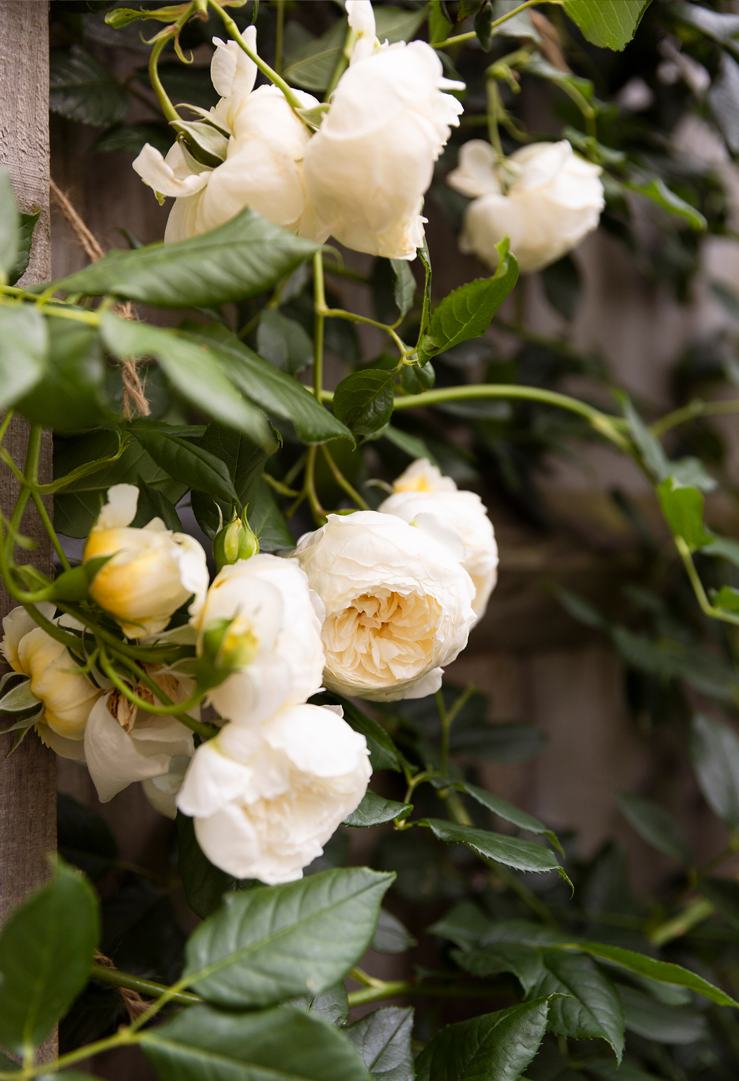 White roses blooming on a vine with green leaves and a wooden fence in the background.