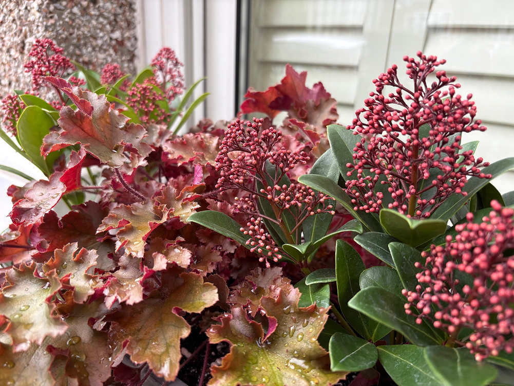 Close-up of red and pink flowering plants with glossy green leaves near a window.