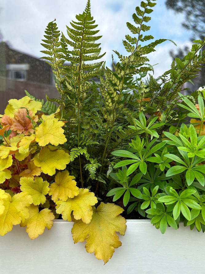 Close-up of various green and yellow potted plants on a balcony with a cloudy sky in the background.