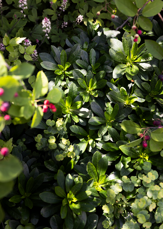 Close-up of dense green foliage with small pink and purple flowers and berries.
