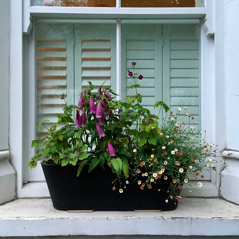A black rectangular planter with pink and purple flowers, including bell-shaped blooms and daisies, in front of a light mint green shuttered window with white trim.