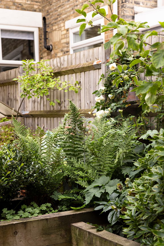 A lush backyard garden with various green plants and ferns, bordered by a wooden fence and a brick house with white-framed windows.