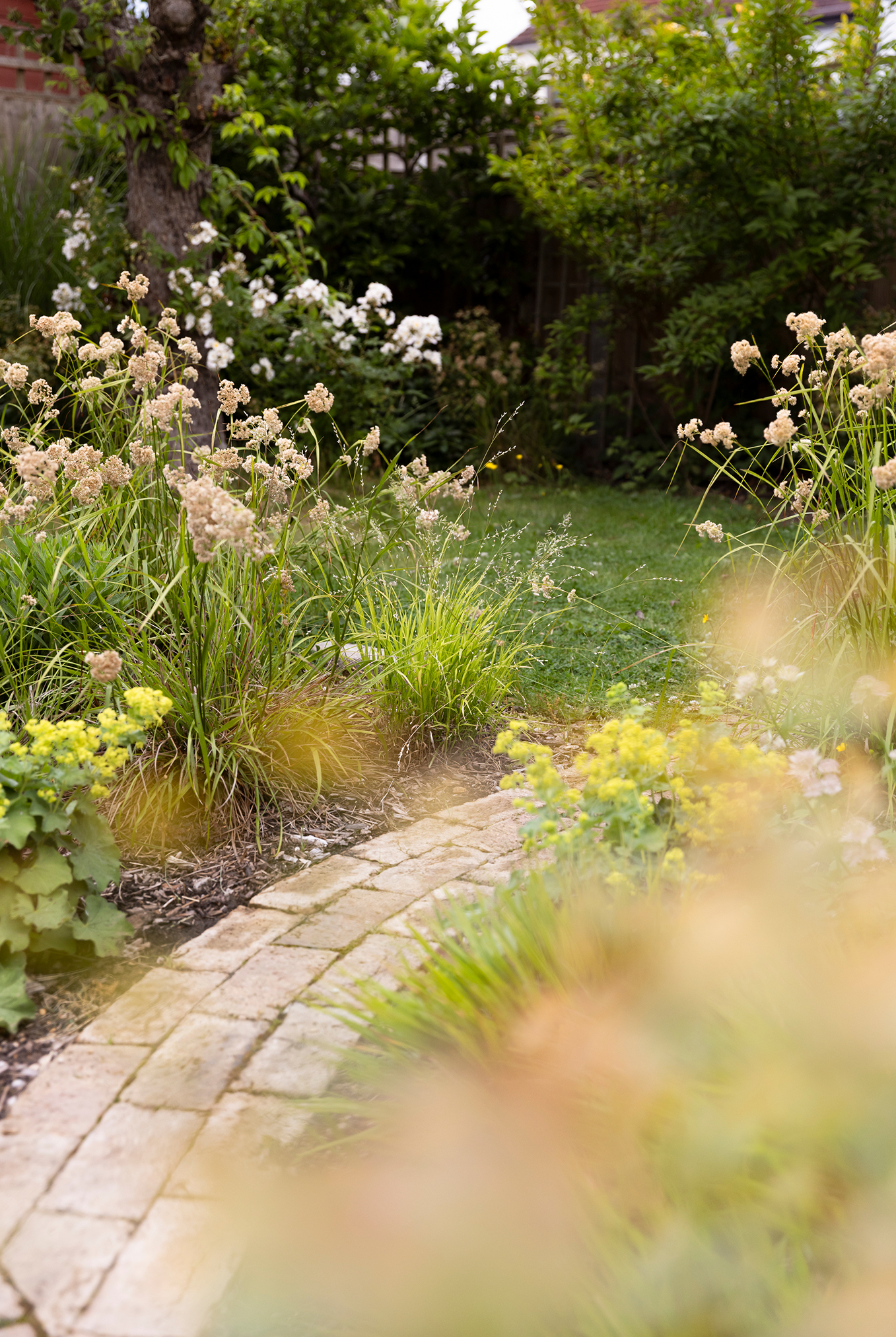 A garden with a brick pathway, surrounded by various green plants and flowers, with a tree on the left and a wooden fence in the background.