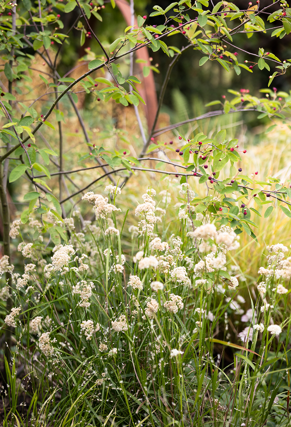 A garden scene with tall white flowering plants in the foreground and a bush with small, round pink and purple berries in the background.