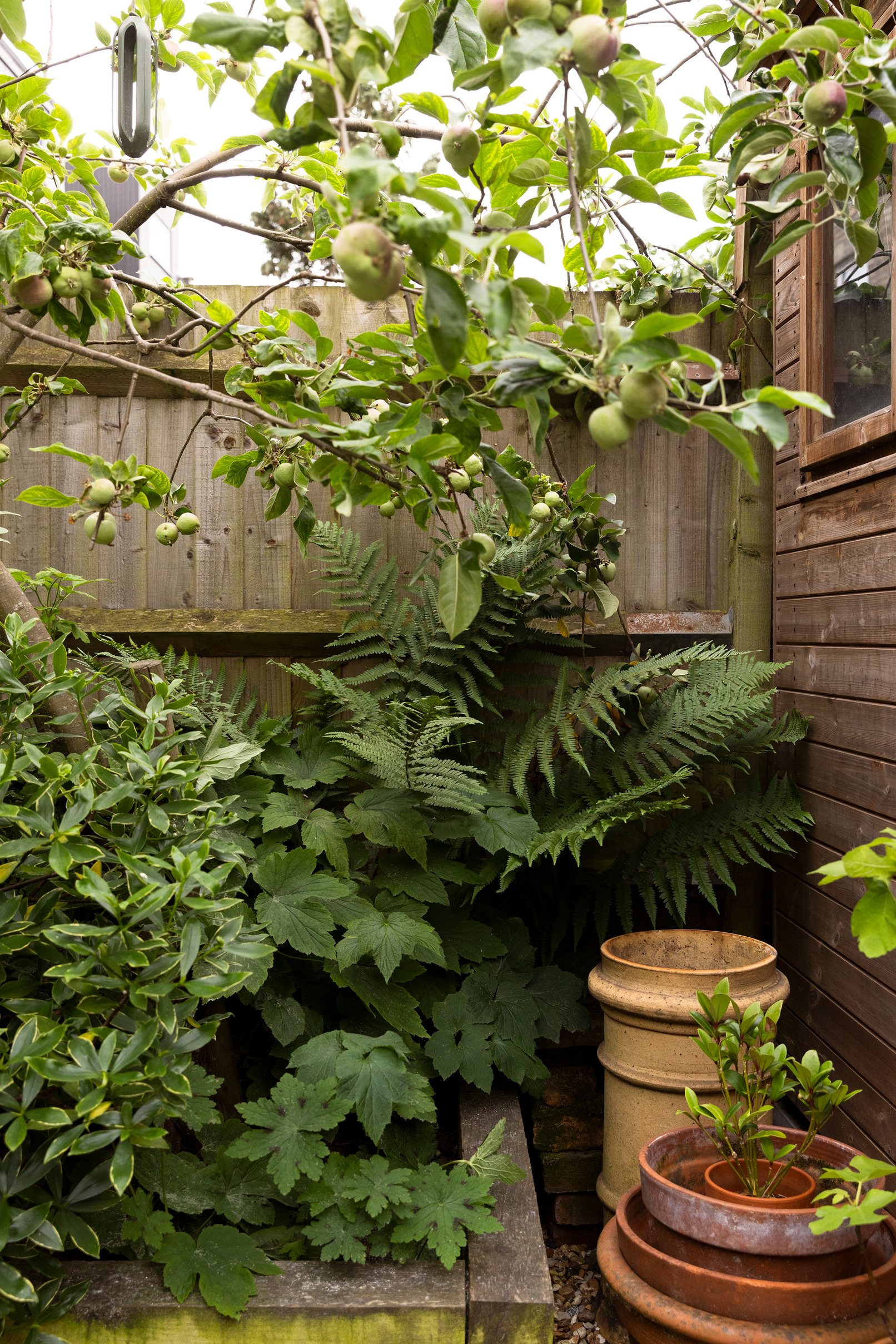 A garden corner with various green plants and ferns, a wooden fence, a small wooden house, and an assortment of terracotta pots, some with plants, near a brick pot.