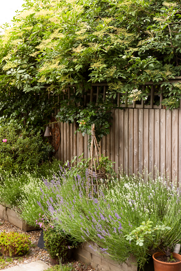A backyard garden with flowering lavender plants, green foliage, and a wooden fence. There is a trellis with climbing plants and a small garden bell on the left side.