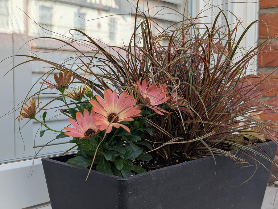 Pink flowers with dark centers in a black rectangular planter, surrounded by tall, spiky, reddish-brown grass, placed outdoors near a brick wall and window.