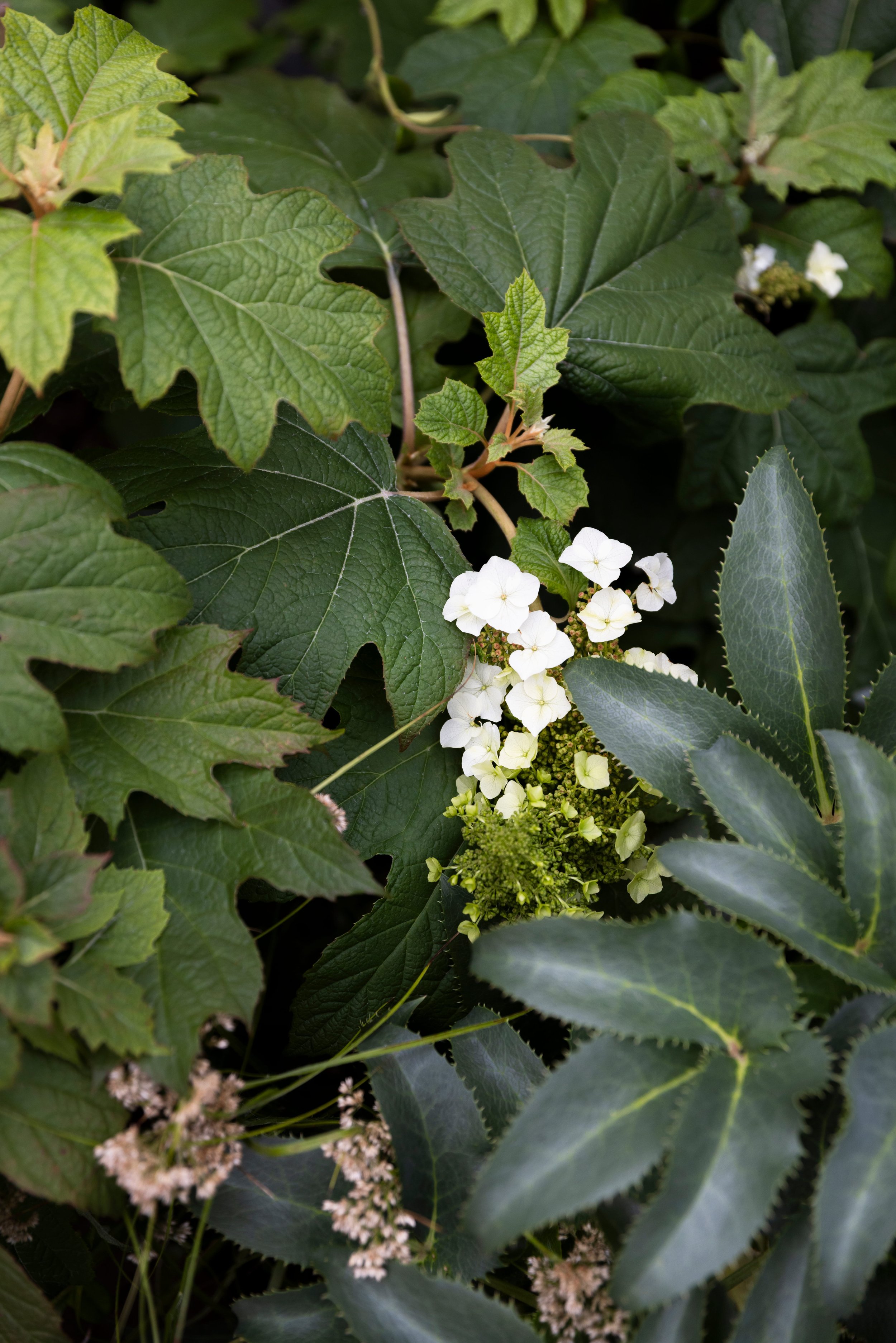 Green leaves and white flowers on a plant.