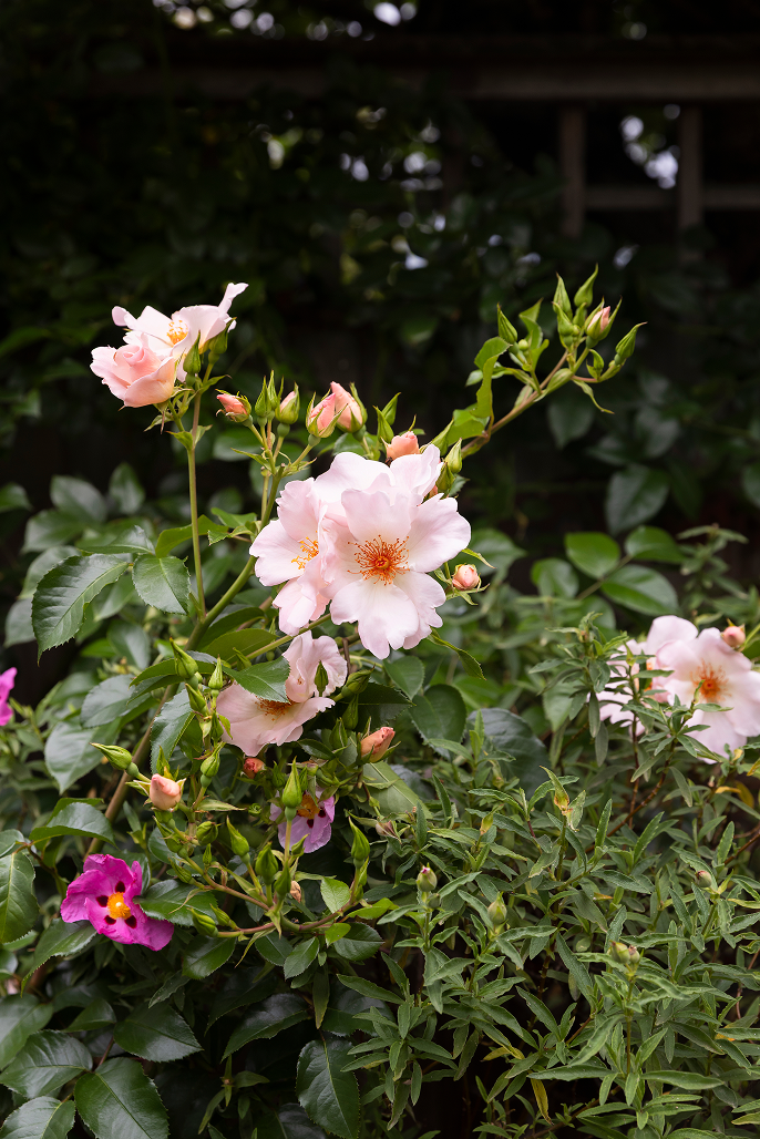 Pink and white flowering shrub with blooming blossoms and green leaves in a garden.