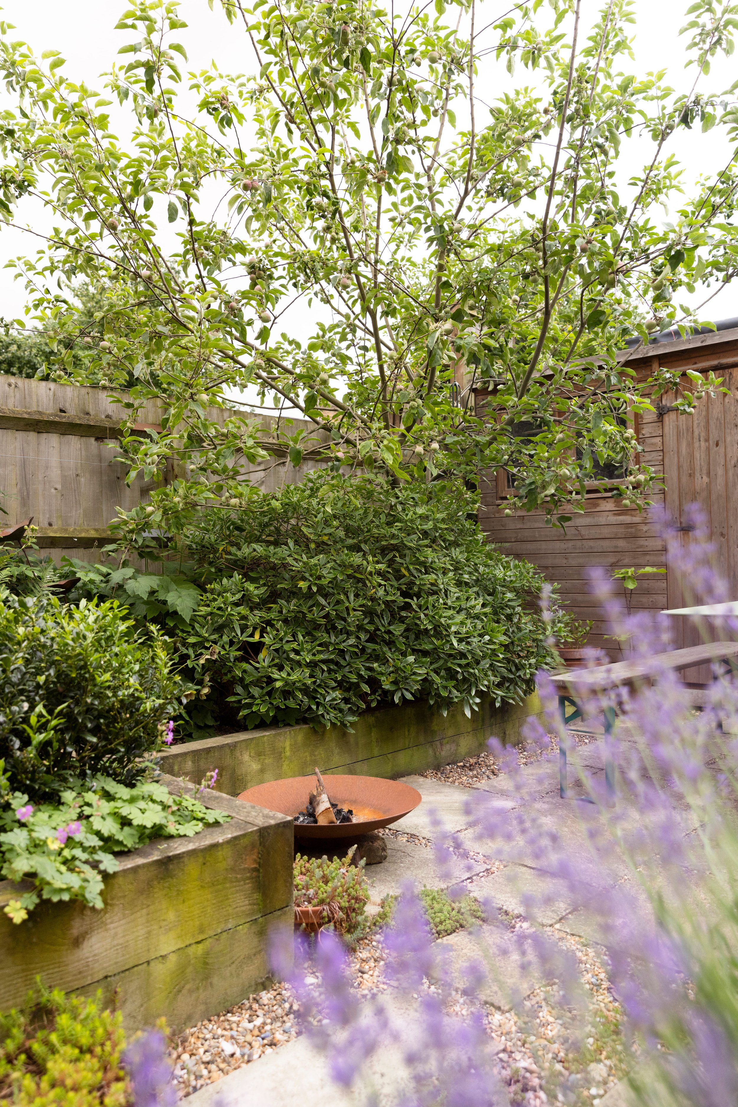 A backyard garden with a fruit tree bearing small apples, surrounded by various green plants, wooden fence, gravel pathway, a fire pit, and purple flowers in the foreground.