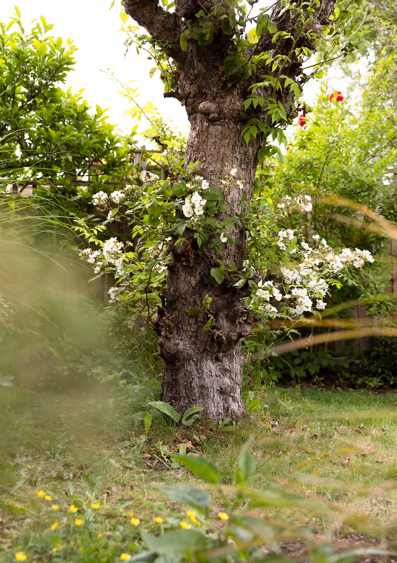 A tree trunk with rough bark surrounded by green leaves and flowering plants with small white and yellow blossoms in a garden setting.