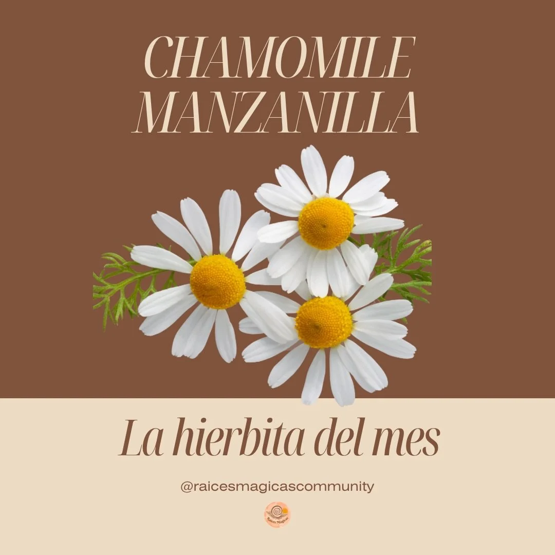 La hierbita del mes: manzanilla. Probabaly my first herbal remedy memory as a child. The one my mom reached for when our stomache hurt or we were having cramps.
 
 We treat it like the most basic tea on the shelf. But manzanilla has been medicine in 