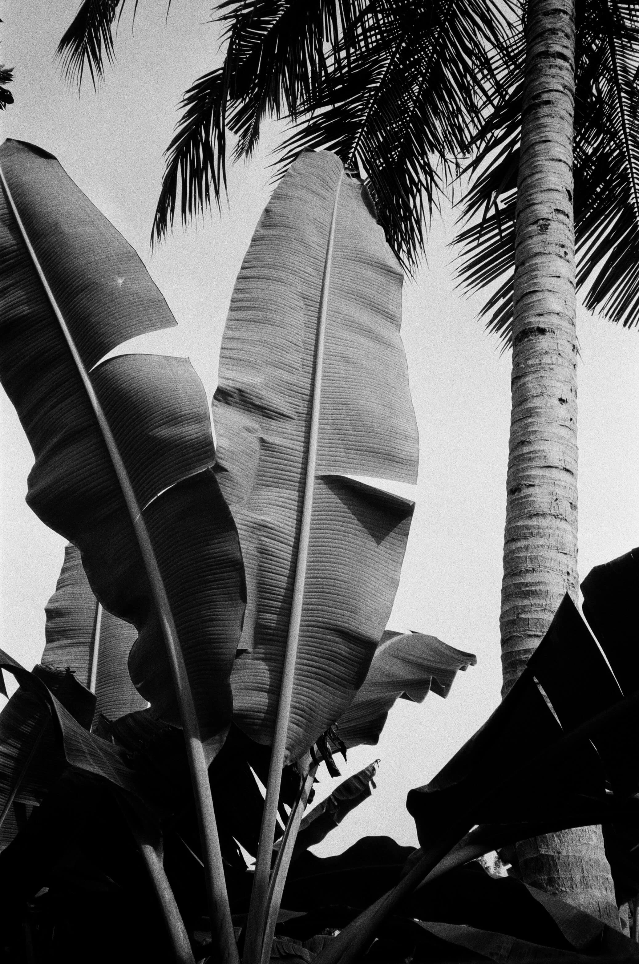 Black and white photo of large tropical leaves and palm tree trunks, taken from below looking up at the sky.