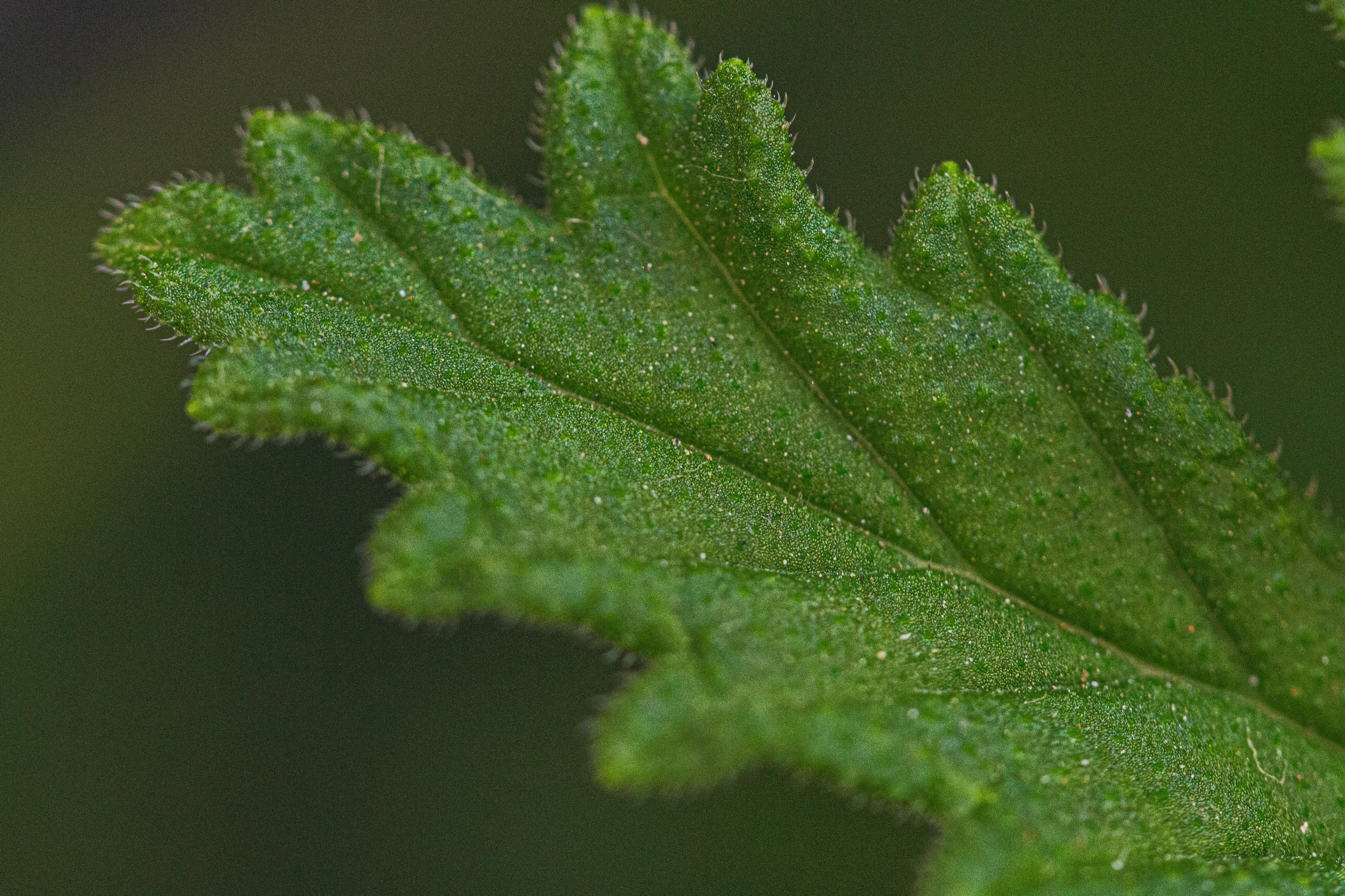 Close-up of a green leaf with tiny hairs and a textured surface.